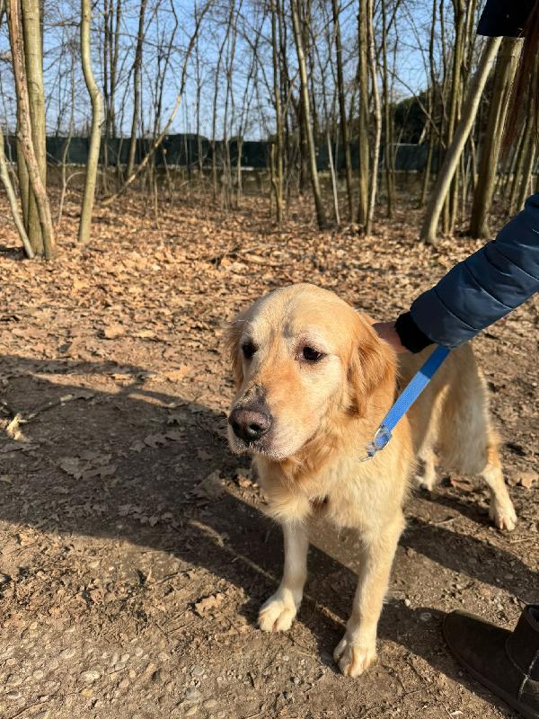 Casper, un Golden Retriever bello da impazzire Foto 6